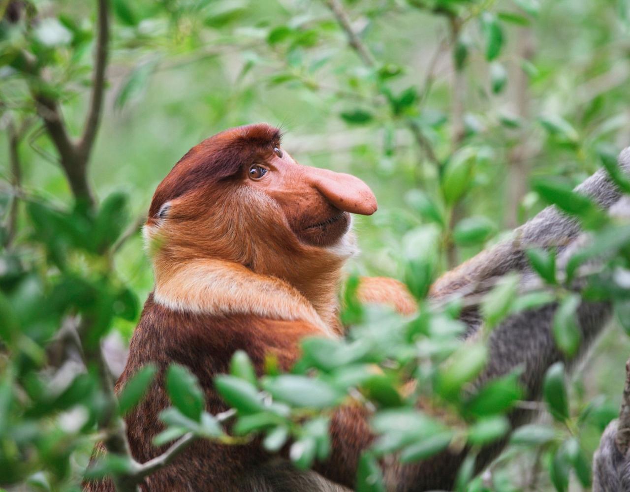 Borneo Birding, Wildlife and Nature tour with Naturalist Journeys, Southeast Asia, Birdwatching, Pygmy Elephant, Orangutan, Gliding Tree Frogs and Endemic Birds