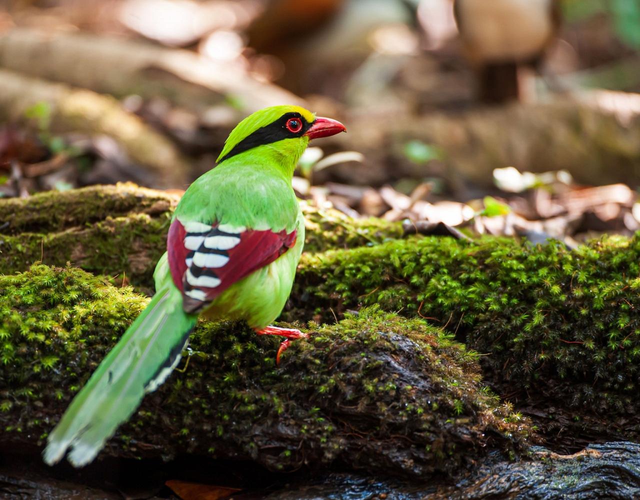 Borneo Birding, Wildlife and Nature tour with Naturalist Journeys, Southeast Asia, Birdwatching, Pygmy Elephant, Orangutan, Gliding Tree Frogs and Endemic Birds