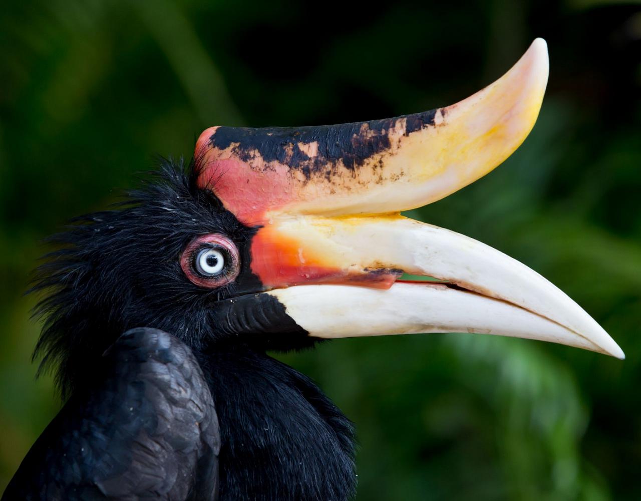 Birding Borneo, Birding Asia, Bird watching Borneo, Borneo Wildlife, Nature Tour, Naturalist Journeys, Wildlife Tour, Wildlife Photography, Ecotourism, Specialty Birds, Birding Hotspot, Endemic Birds