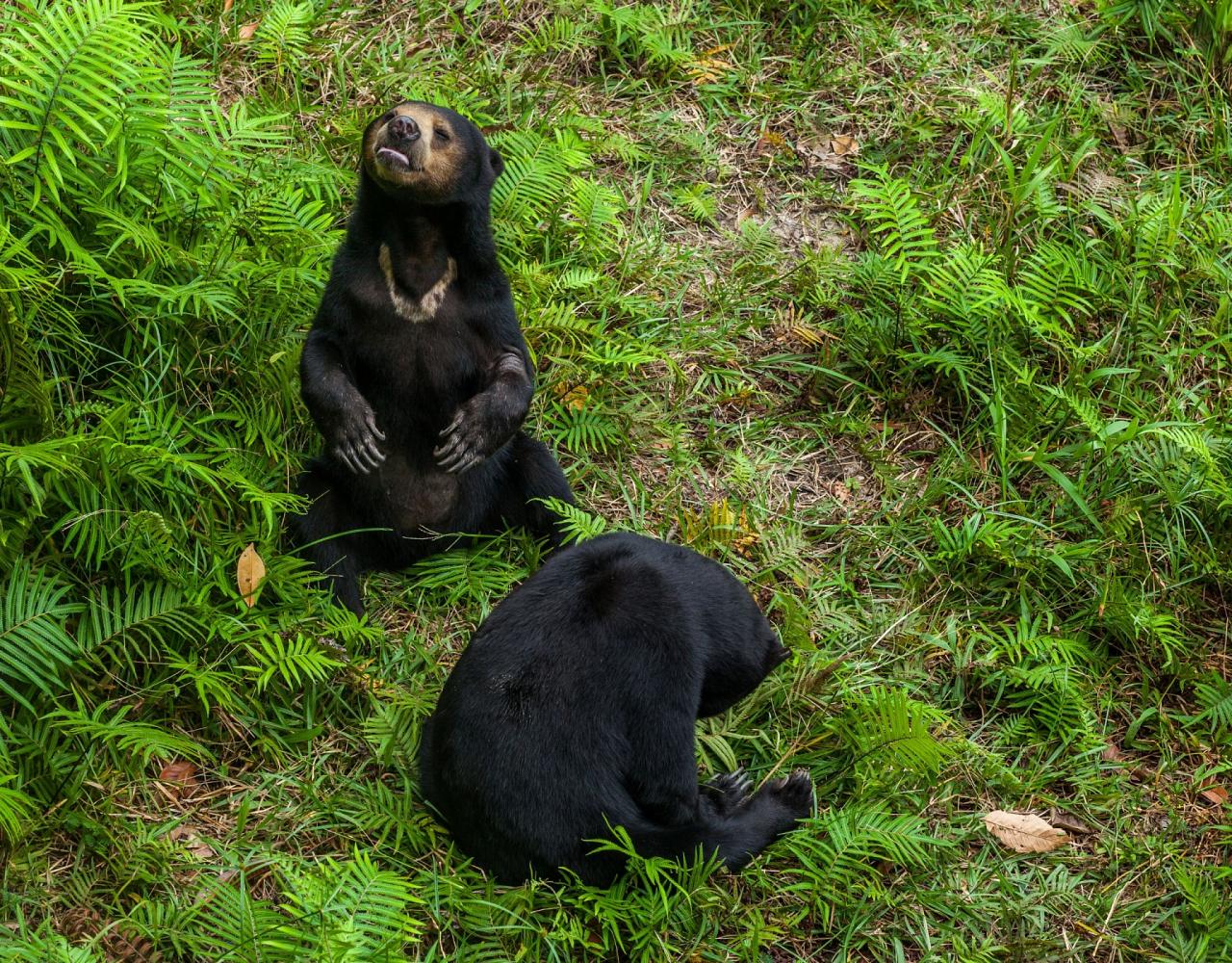 Borneo Birding, Wildlife and Nature tour with Naturalist Journeys, Southeast Asia, Birdwatching, Pygmy Elephant, Orangutan, Gliding Tree Frogs and Endemic Birds