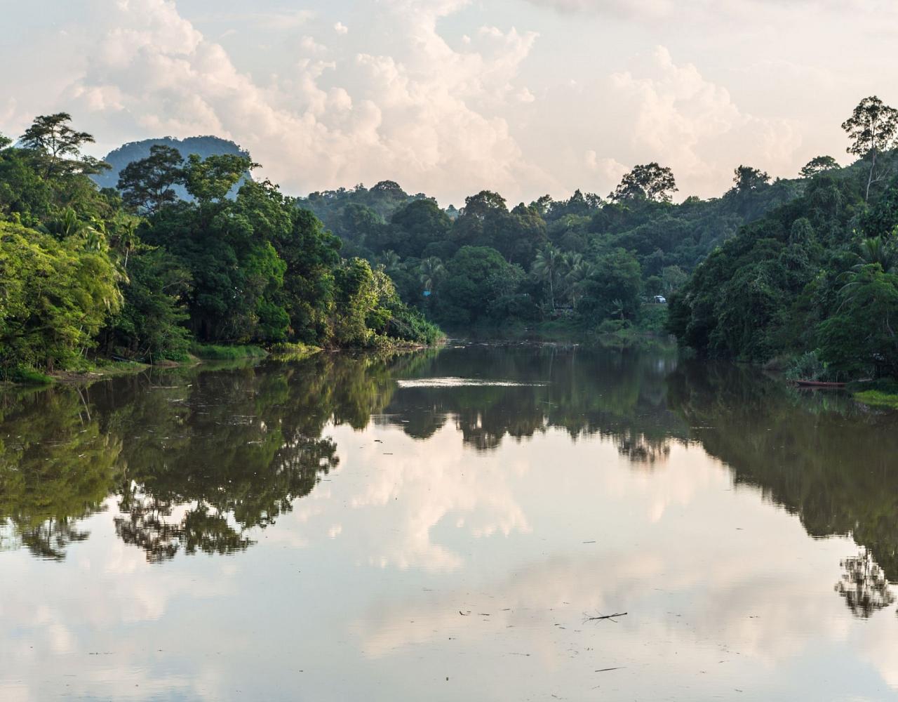 Borneo Birding, Wildlife and Nature tour with Naturalist Journeys, Southeast Asia, Birdwatching, Pygmy Elephant, Orangutan, Gliding Tree Frogs and Endemic Birds