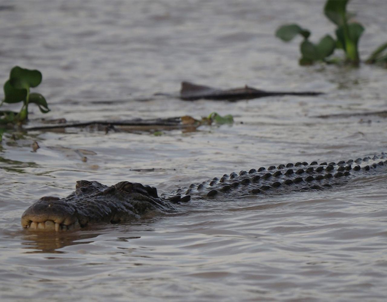 Borneo Birding, Wildlife and Nature tour with Naturalist Journeys, Southeast Asia, Birdwatching, Pygmy Elephant, Orangutan, Gliding Tree Frogs and Endemic Birds