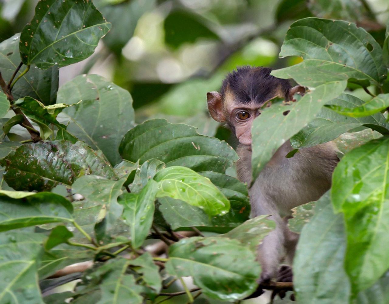 Borneo Birding, Wildlife and Nature tour with Naturalist Journeys, Southeast Asia, Birdwatching, Pygmy Elephant, Orangutan, Gliding Tree Frogs and Endemic Birds