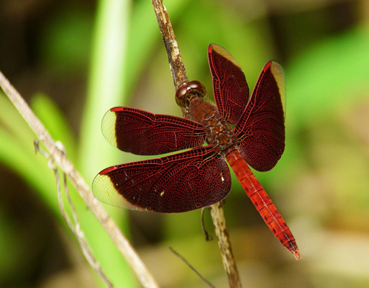 Borneo Birding, Wildlife and Nature tour with Naturalist Journeys, Southeast Asia, Birdwatching, Pygmy Elephant, Orangutan, Gliding Tree Frogs and Endemic Birds