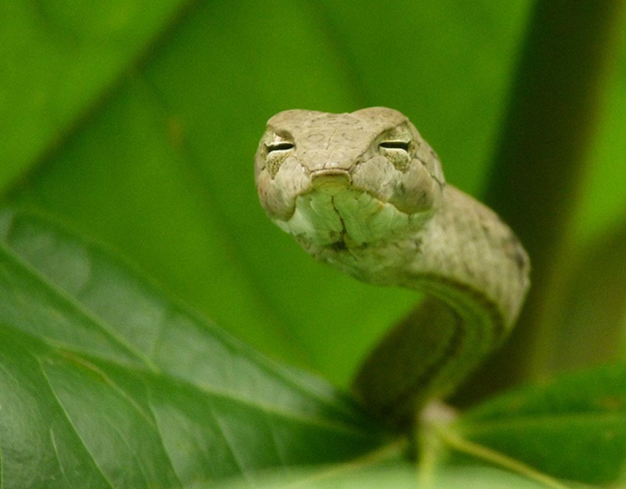 Borneo Birding, Wildlife and Nature tour with Naturalist Journeys, Southeast Asia, Birdwatching, Pygmy Elephant, Orangutan, Gliding Tree Frogs and Endemic Birds