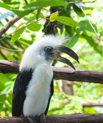 Birding Borneo, Birding Asia, Bird watching Borneo, Borneo Wildlife, Nature Tour, Naturalist Journeys, Wildlife Tour, Wildlife Photography, Ecotourism, Specialty Birds, Birding Hotspot, Endemic Birds