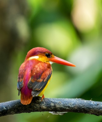 Birding Borneo, Birding Asia, Bird watching Borneo, Borneo Wildlife, Nature Tour, Naturalist Journeys, Wildlife Tour, Wildlife Photography, Ecotourism, Specialty Birds, Birding Hotspot, Endemic Birds