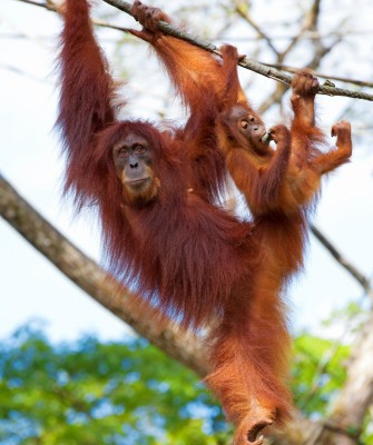 Birding Borneo, Birding Asia, Bird watching Borneo, Borneo Wildlife, Nature Tour, Naturalist Journeys, Wildlife Tour, Wildlife Photography, Ecotourism, Specialty Birds, Birding Hotspot, Endemic Birds