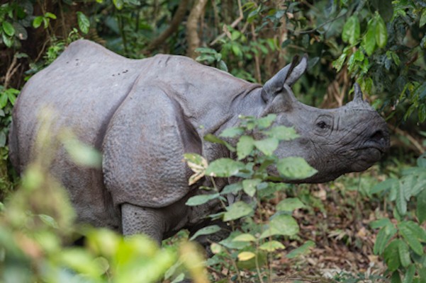 One-horned Rhino, IIndia Nature Tour, India Wildlife Tour, India Wildlife Safari, Naturalist Journeys Birding and Nature tour to Southern India Western Ghats and Nagarhole National Park