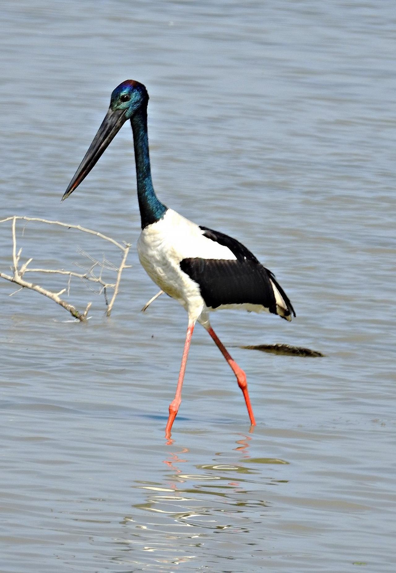 Black-necked Stork, India Birding, India Nature Tour, India Wildlife Tour, India Wildlife Safari, Naturalist Journeys