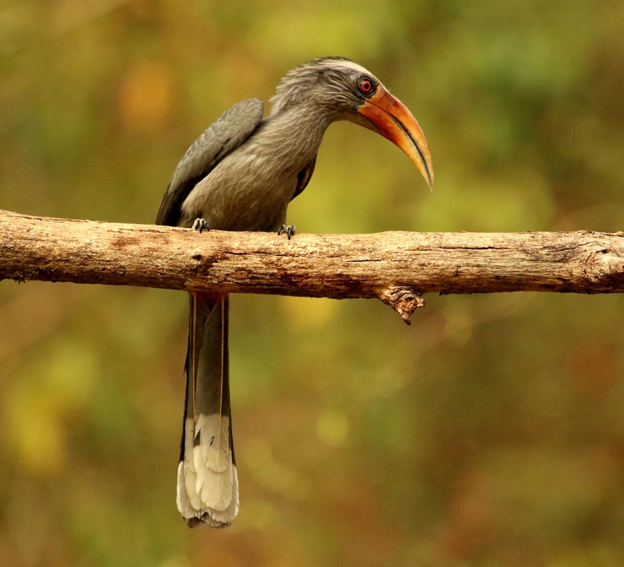 Malabar Gray Horbill, India Nature Tour, India Wildlife Tour, India Wildlife Safari, Naturalist Journeys Birding and Nature tour to Southern India Western Ghats and Nagarhole National Park
