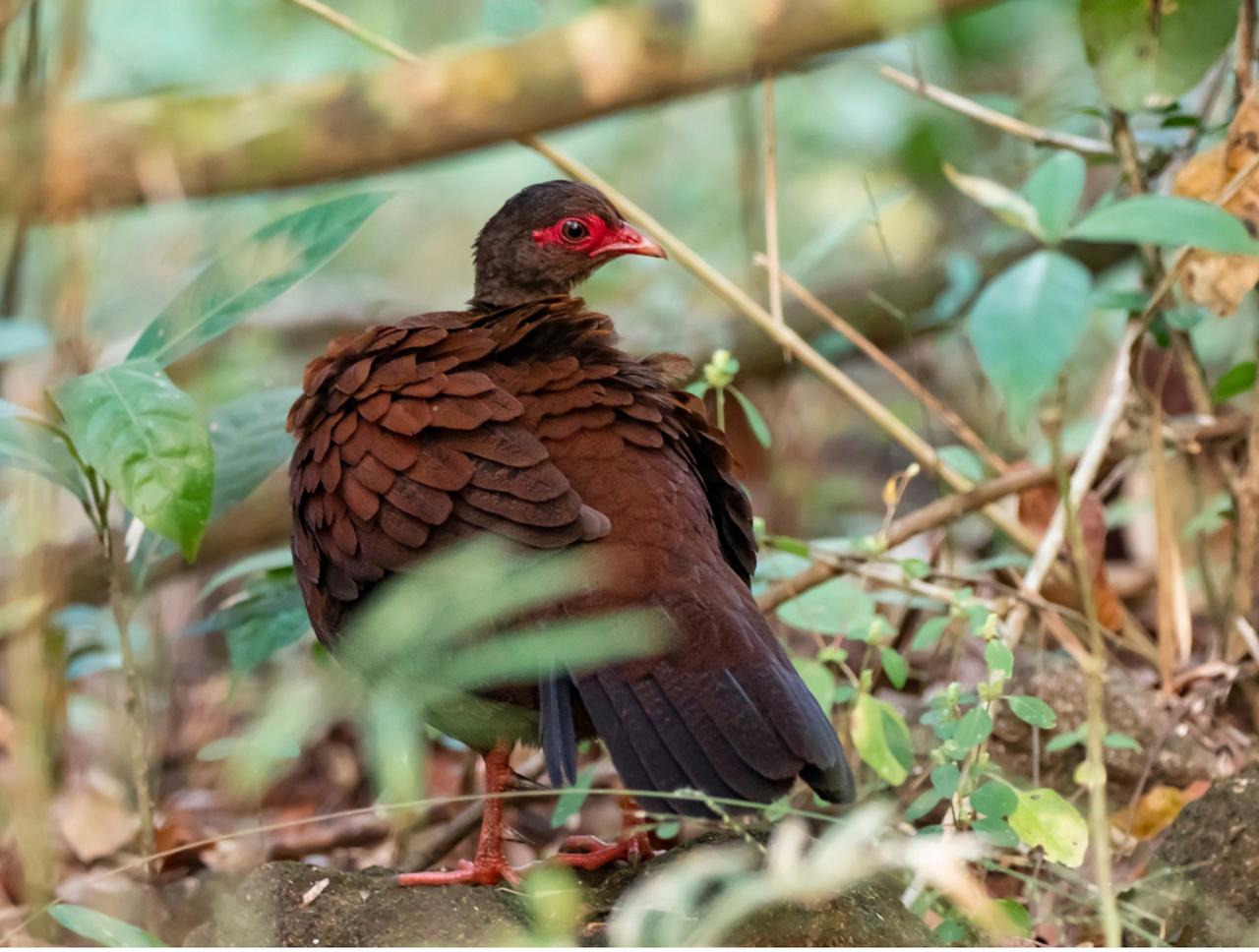 Red Spurfowl, India Nature Tour, India Wildlife Tour, India Wildlife Safari, Naturalist Journeys Birding and Nature tour to Southern India Western Ghats and Nagarhole National Park