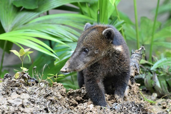 Coati, Ecuador, Ecuador Birding Tour, Ecuador Nature Tour, Naturalist Journeys