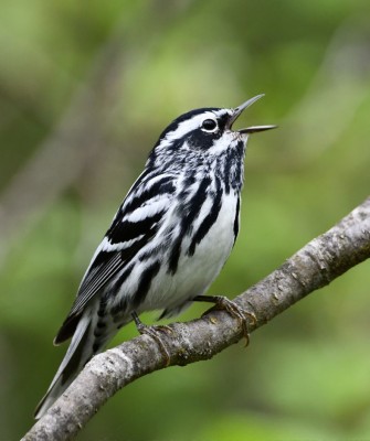 Black-and-white Warbler, Birding Ohio, Ohio Biggest Week in Birding, Spring Migration, Bird watching Ohio, North America, Naturalist Journeys, Wildlife Tour, Wildlife Photography, Ecotourism, Specialty Birds, Birding Hotspot, Lake Erie