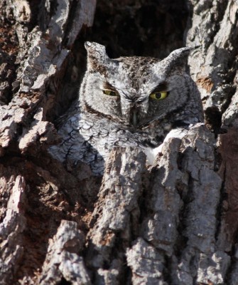 Eastern Screech Owl, Birding Ohio, Ohio Biggest Week in Birding, Spring Migration, Bird watching Ohio, North America, Naturalist Journeys, Wildlife Tour, Wildlife Photography, Ecotourism, Specialty Birds, Birding Hotspot, Lake Erie