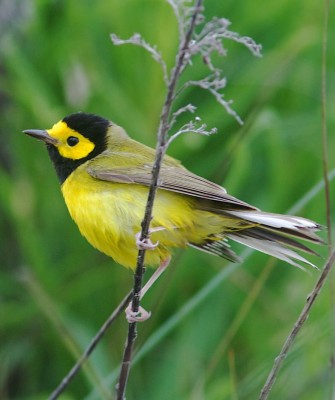 Hooded Warbler, Birding Ohio, Ohio Biggest Week in Birding, Spring Migration, Bird watching Ohio, North America, Naturalist Journeys, Wildlife Tour, Wildlife Photography, Ecotourism, Specialty Birds, Birding Hotspot, Lake Erie