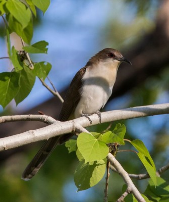 Black-billed Cuckoo, Birding Ohio, Ohio Biggest Week in Birding, Spring Migration, Bird watching Ohio, North America, Naturalist Journeys, Wildlife Tour, Wildlife Photography, Ecotourism, Specialty Birds, Birding Hotspot, Lake Erie