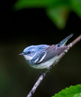 Cerulean Warbler, Birding Ohio, Ohio Biggest Week in Birding, Spring Migration, Bird watching Ohio, North America, Naturalist Journeys, Wildlife Tour, Wildlife Photography, Ecotourism, Specialty Birds, Birding Hotspot, Lake Erie