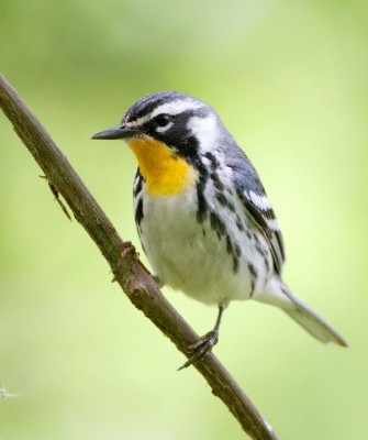 Yellow-throated Warbler, Birding Ohio, Ohio Biggest Week in Birding, Spring Migration, Bird watching Ohio, North America, Naturalist Journeys, Wildlife Tour, Wildlife Photography, Ecotourism, Specialty Birds, Birding Hotspot, Lake Erie