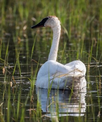 Trumpeter Swan, Birding Ohio, Ohio Biggest Week in Birding, Spring Migration, Bird watching Ohio, North America, Naturalist Journeys, Wildlife Tour, Wildlife Photography, Ecotourism, Specialty Birds, Birding Hotspot, Lake Erie