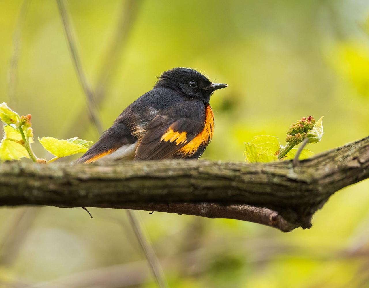 Birding Ohio, Ohio Biggest Week in Birding, Spring Migration, Bird watching Ohio, North America, Naturalist Journeys, Wildlife Tour, Wildlife Photography, Ecotourism, Specialty Birds, Birding Hotspot, Lake Erie