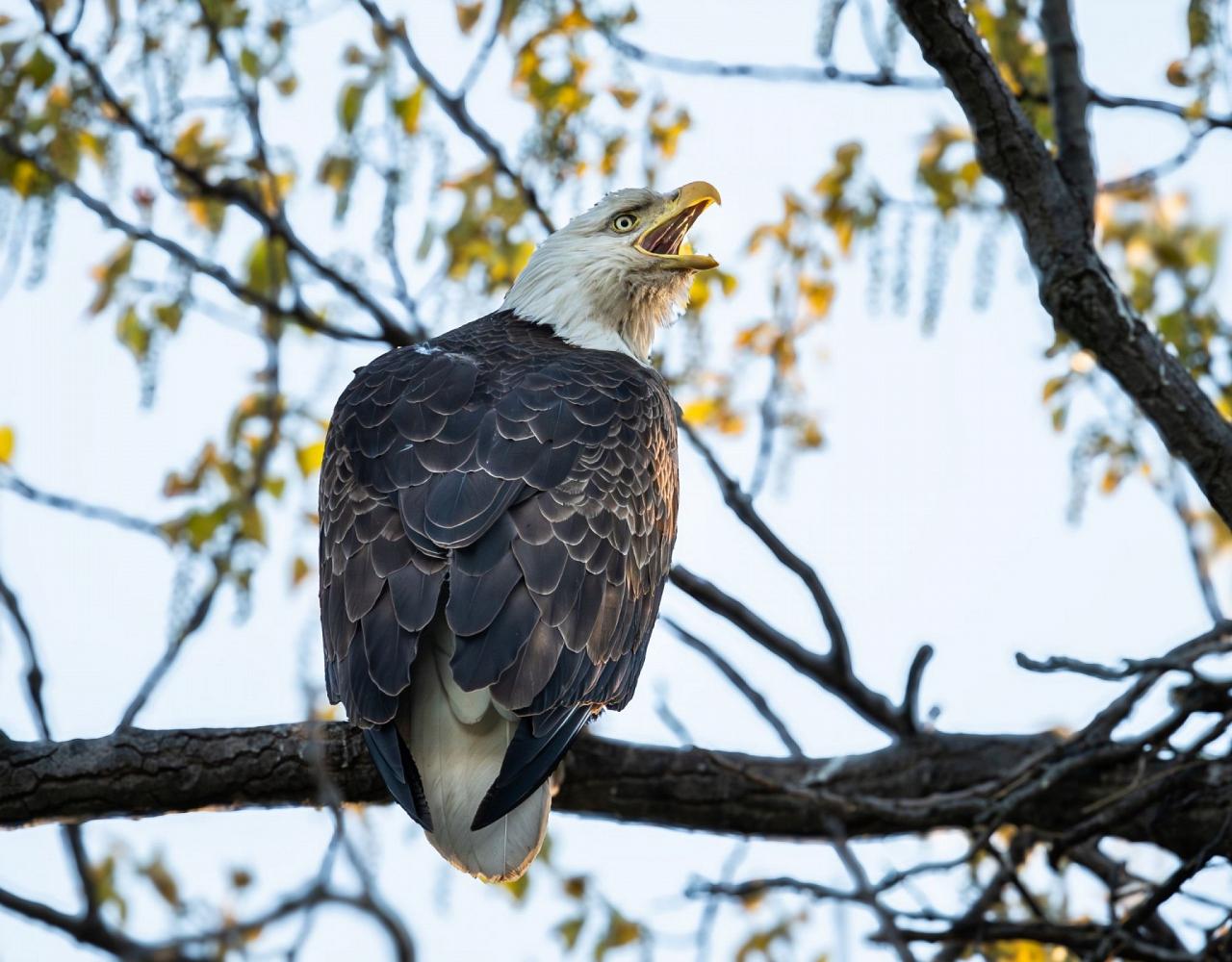 Birding Ohio, Ohio Biggest Week in Birding, Spring Migration, Bird watching Ohio, North America, Naturalist Journeys, Wildlife Tour, Wildlife Photography, Ecotourism, Specialty Birds, Birding Hotspot, Lake Erie