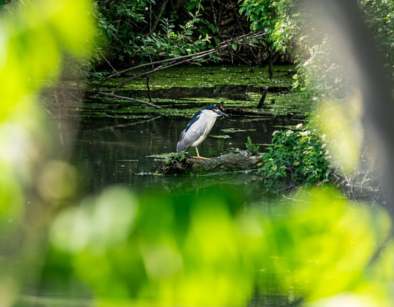 Birding Ohio, Ohio Biggest Week in Birding, Spring Migration, Bird watching Ohio, North America, Naturalist Journeys, Wildlife Tour, Wildlife Photography, Ecotourism, Specialty Birds, Birding Hotspot, Lake Erie