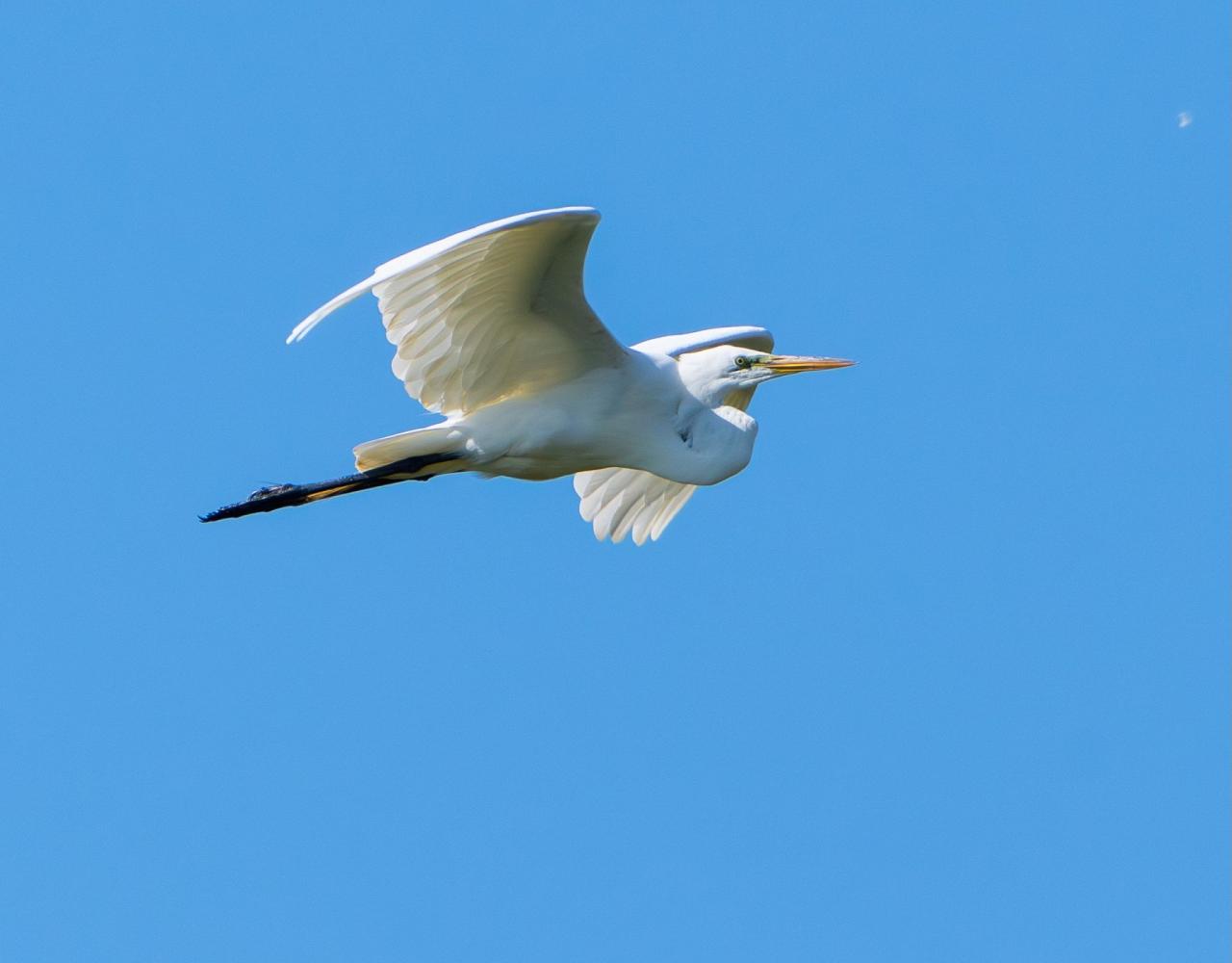 Birding Ohio, Ohio Biggest Week in Birding, Spring Migration, Bird watching Ohio, North America, Naturalist Journeys, Wildlife Tour, Wildlife Photography, Ecotourism, Specialty Birds, Birding Hotspot, Lake Erie