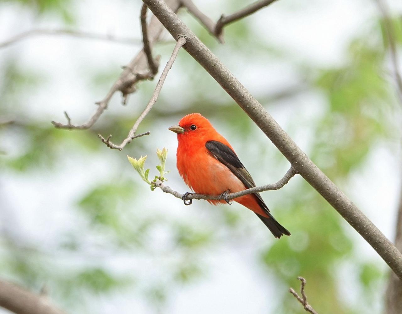 Birding Ohio, Ohio Biggest Week in Birding, Spring Migration, Bird watching Ohio, North America, Naturalist Journeys, Wildlife Tour, Wildlife Photography, Ecotourism, Specialty Birds, Birding Hotspot, Lake Erie