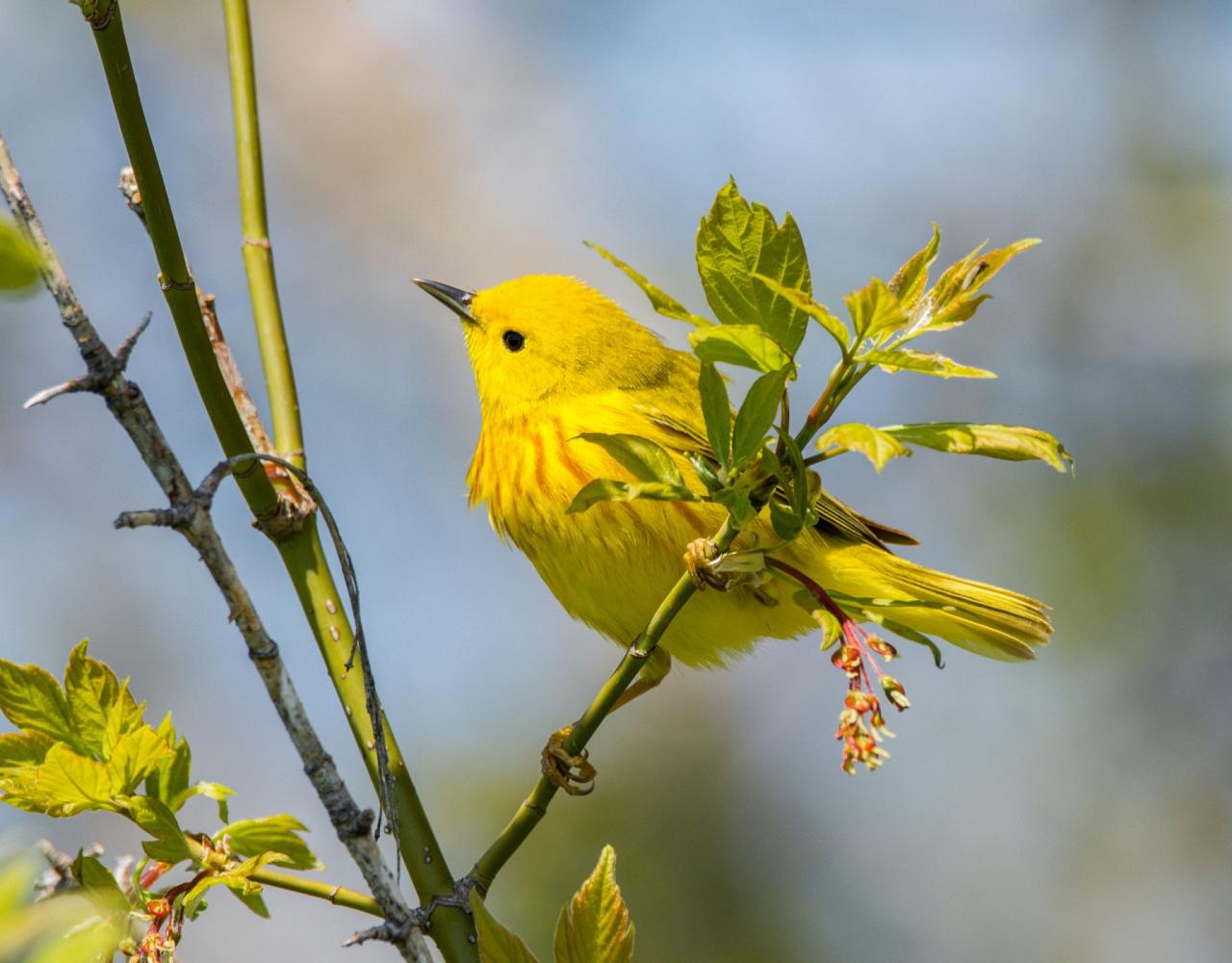 Birding Ohio, Ohio Biggest Week in Birding, Spring Migration, Bird watching Ohio, North America, Naturalist Journeys, Wildlife Tour, Wildlife Photography, Ecotourism, Specialty Birds, Birding Hotspot, Lake Erie