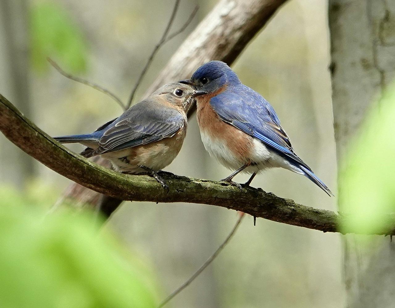 Birding Ohio, Ohio Biggest Week in Birding, Spring Migration, Bird watching Ohio, North America, Naturalist Journeys, Wildlife Tour, Wildlife Photography, Ecotourism, Specialty Birds, Birding Hotspot, Lake Erie