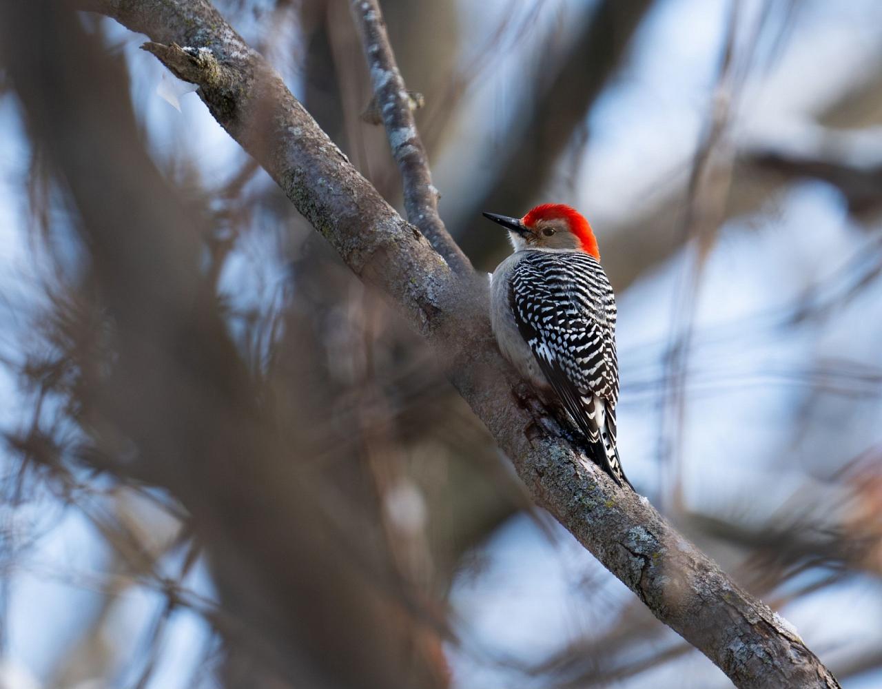 Northeast Ohio Birding Migration, Nature & Wildlife Tours 2024 Naturalist Journeys