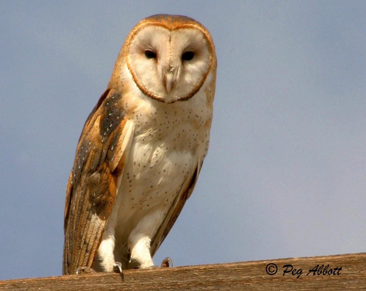 Barn Owl, Southeast Arizona, Arizona, Arizona Nature Tour, Arizona Birding Tour, Naturalist Journeys