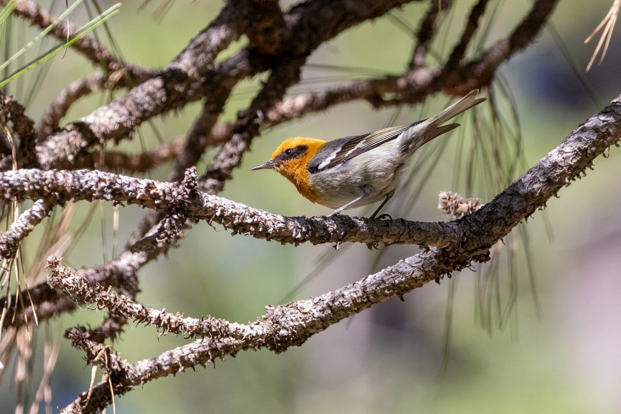 Olive Warbler, Arizona, Southeast Arizona, Arizona Birding Tour, Arizona Wildlife Tour, Arizona Nature Tour, Naturalist Journeys