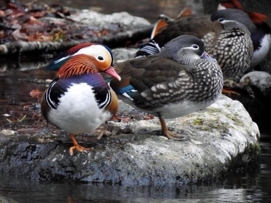Mandarin Ducks, Japan tour, Japanese nature tour, Japan birding, Japan Birding & nature, Naturalist Journeys