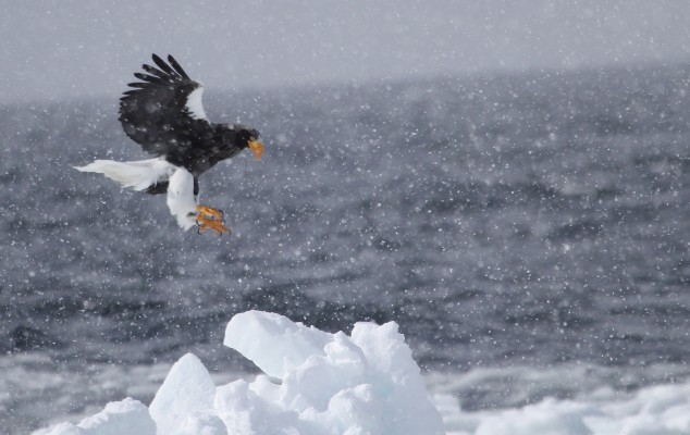 Steller's Sea-Eagle, Japan tour, Japanese nature tour, Japan birding, Japan Birding & nature, Naturalist Journeys