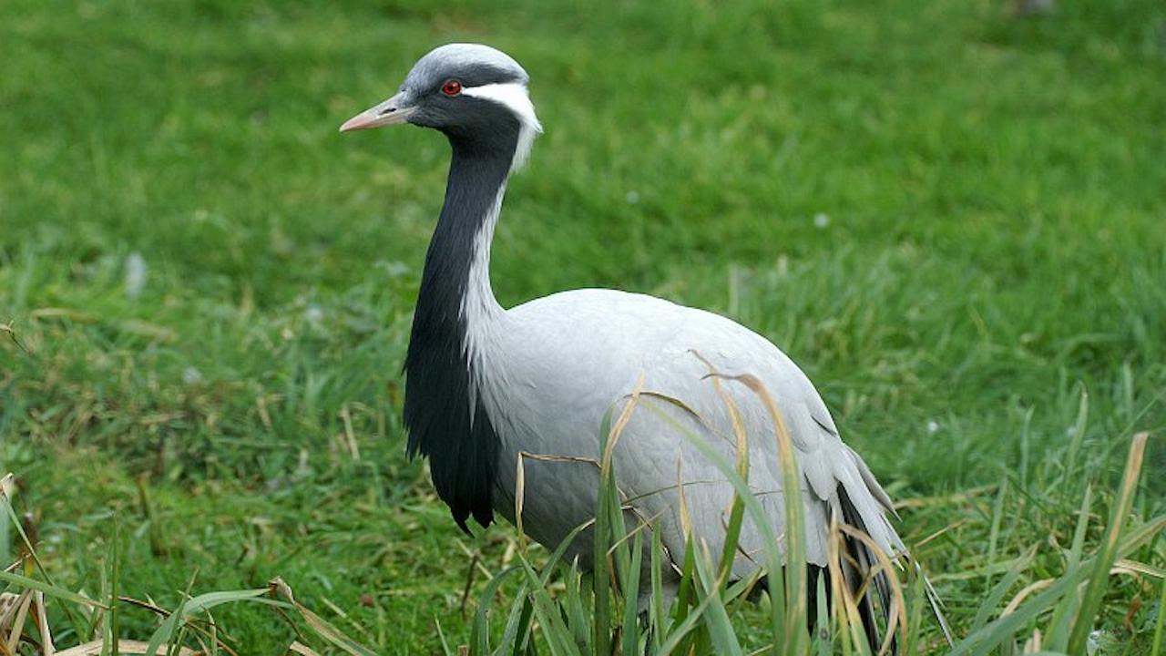 Demoiselle Crane by Ken Billington via Creative Commons, Japan tour, Japanese nature tour, snow monkeys, Japan birding, Japan Birding & nature, Naturalist Journeys 