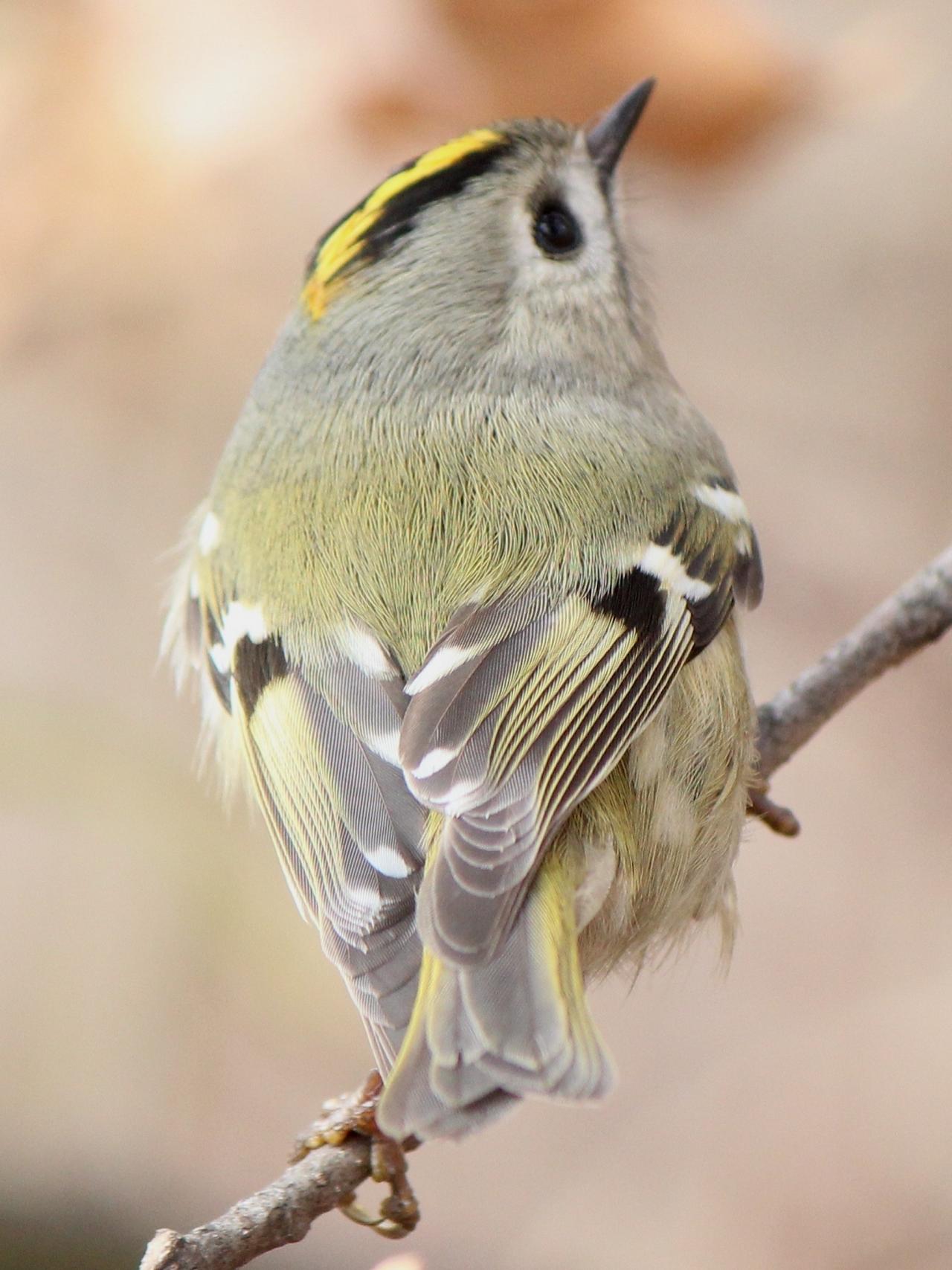 Goldcrest by Alpsdake via Creative Commons, Japan tour, Japanese nature tour, snow monkeys, Japan birding, Japan Birding & nature, Naturalist Journeys 