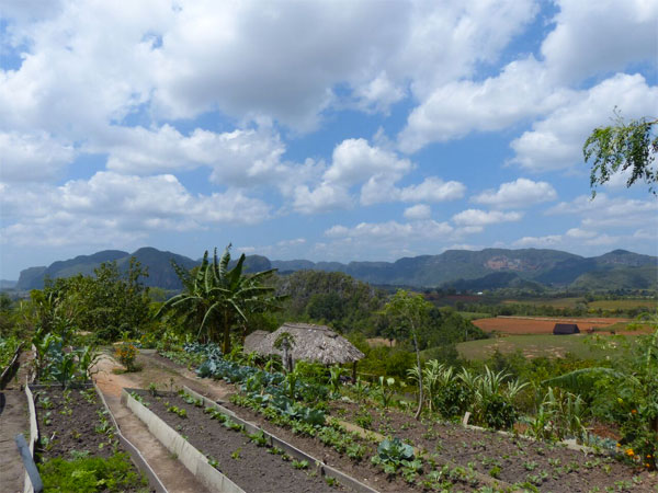 Organic Farm, Vinales Valley, Cuba, Cuba Birding Tour, Cuba Nature Tour, Cuba Cultural Tour, Naturalist Journeys