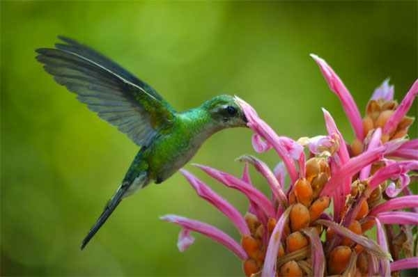Cuban Emerald, Cuba, Cuba Birding Tour, Cuba Nature Tour, Cuba Cultural Tour, Naturalist Journeys