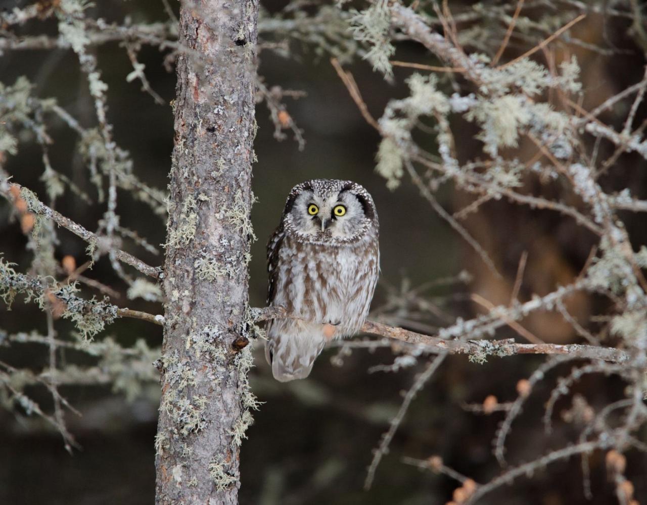 Birding Minnesota, Bird watching Minnesota, The Great Lakes, Naturalist Journeys, Wildlife Tour, Wildlife Photography, Ecotourism, Specialty Birds, Birding Hotspot, Owls