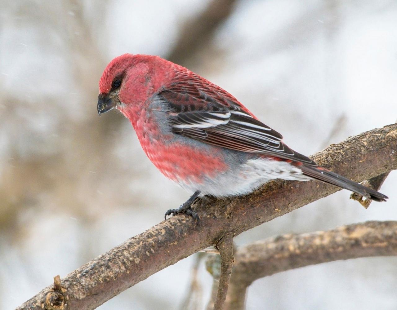 Birding Minnesota, Bird watching Minnesota, The Great Lakes, Naturalist Journeys, Wildlife Tour, Wildlife Photography, Ecotourism, Specialty Birds, Birding Hotspot, Owls