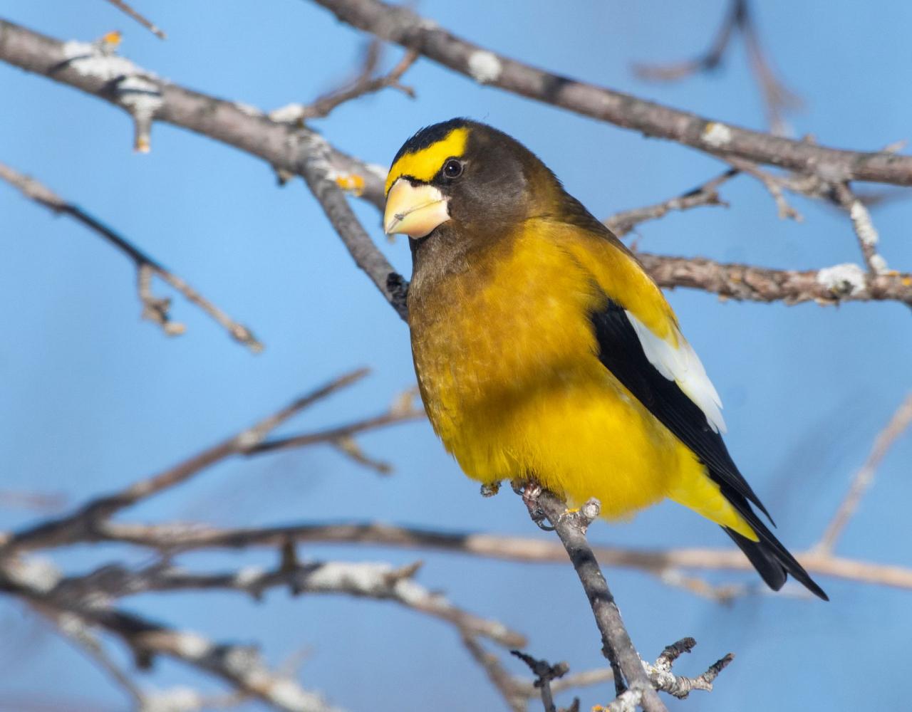 Birding Minnesota, Bird watching Minnesota, The Great Lakes, Naturalist Journeys, Wildlife Tour, Wildlife Photography, Ecotourism, Specialty Birds, Birding Hotspot, Owls