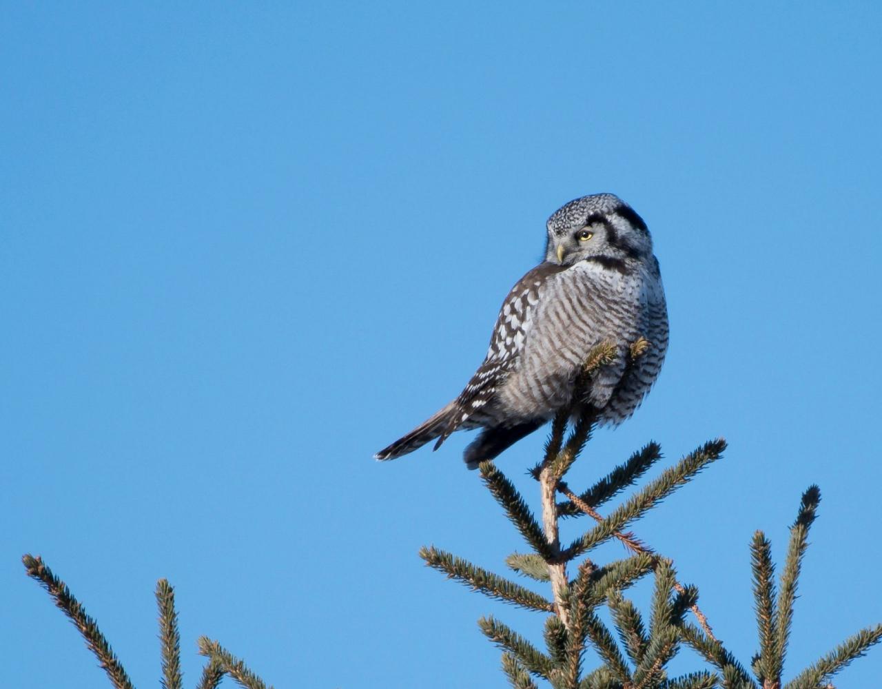 Birding Minnesota, Bird watching Minnesota, The Great Lakes, Naturalist Journeys, Wildlife Tour, Wildlife Photography, Ecotourism, Specialty Birds, Birding Hotspot, Owls