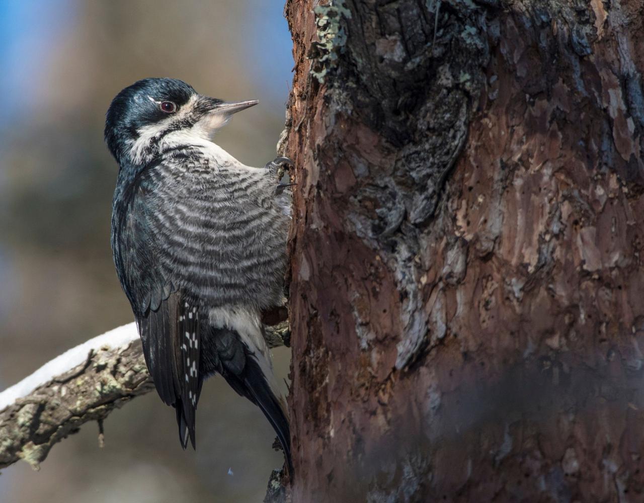 Birding Minnesota, Bird watching Minnesota, The Great Lakes, Naturalist Journeys, Wildlife Tour, Wildlife Photography, Ecotourism, Specialty Birds, Birding Hotspot, Owls