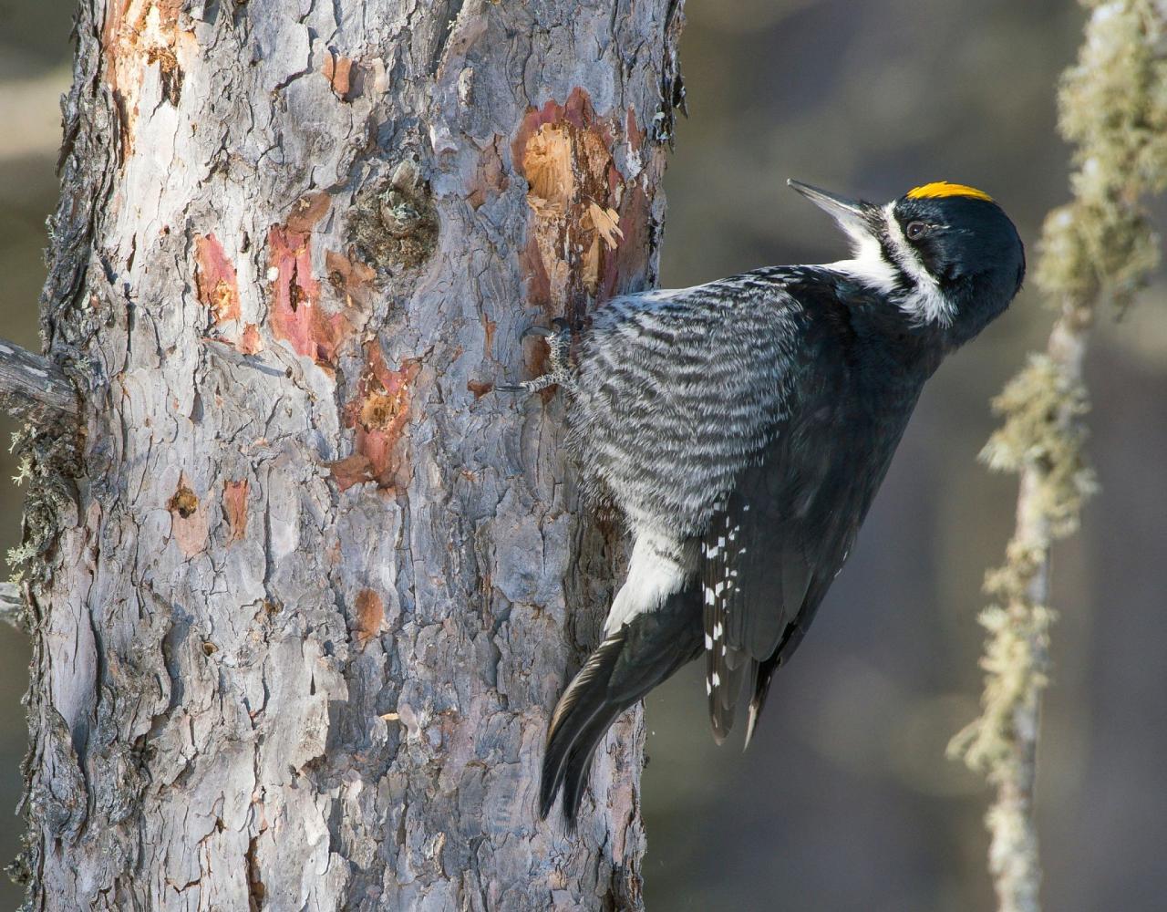 Birding Minnesota, Bird watching Minnesota, The Great Lakes, Naturalist Journeys, Wildlife Tour, Wildlife Photography, Ecotourism, Specialty Birds, Birding Hotspot, Owls