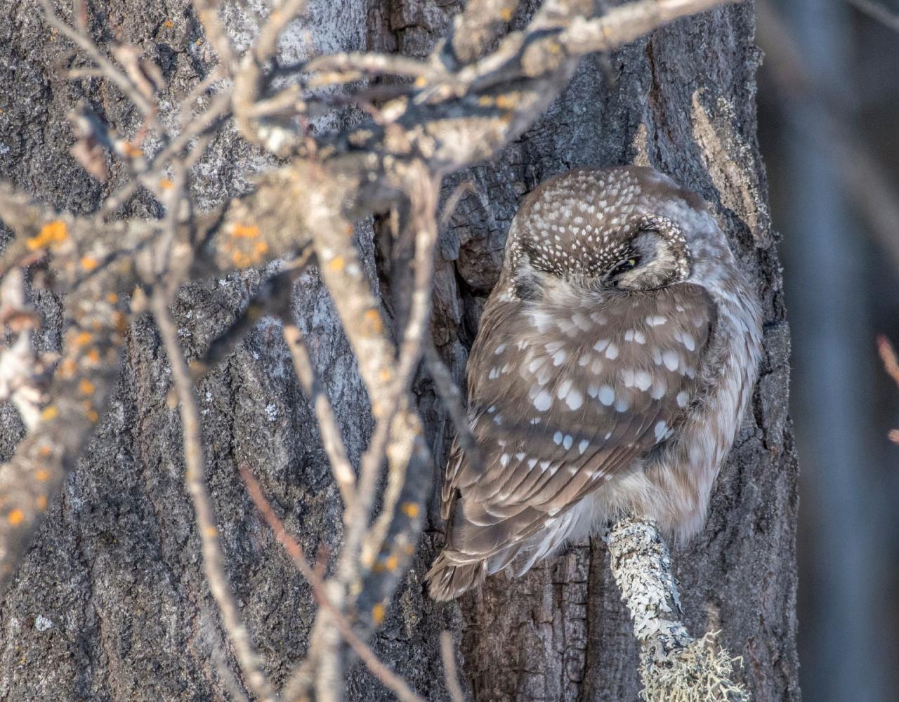 Birding Minnesota, Bird watching Minnesota, The Great Lakes, Naturalist Journeys, Wildlife Tour, Wildlife Photography, Ecotourism, Specialty Birds, Birding Hotspot, Owls