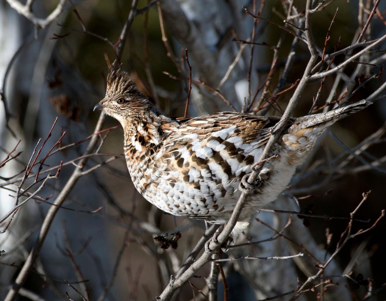 Birding Minnesota, Bird watching Minnesota, The Great Lakes, Naturalist Journeys, Wildlife Tour, Wildlife Photography, Ecotourism, Specialty Birds, Birding Hotspot, Owls