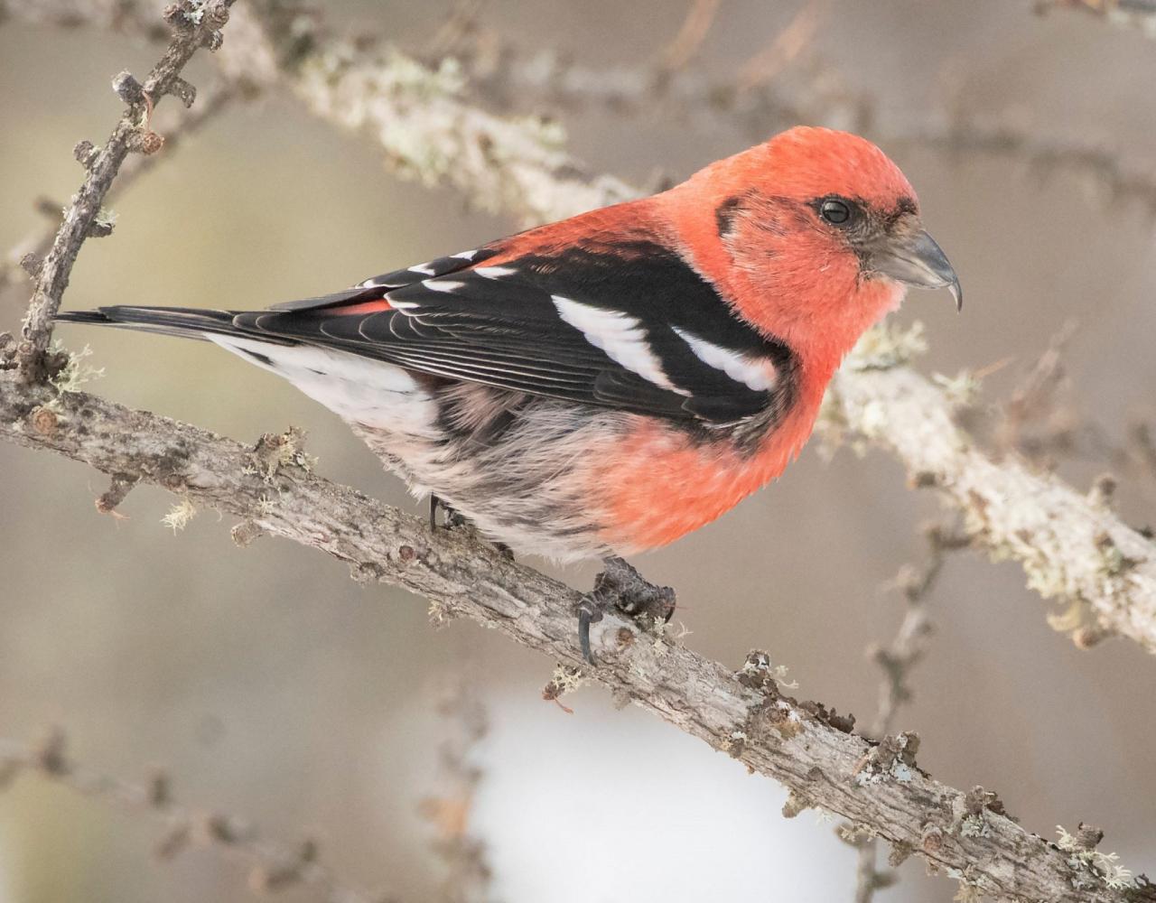 Birding Minnesota, Bird watching Minnesota, The Great Lakes, Naturalist Journeys, Wildlife Tour, Wildlife Photography, Ecotourism, Specialty Birds, Birding Hotspot, Owls