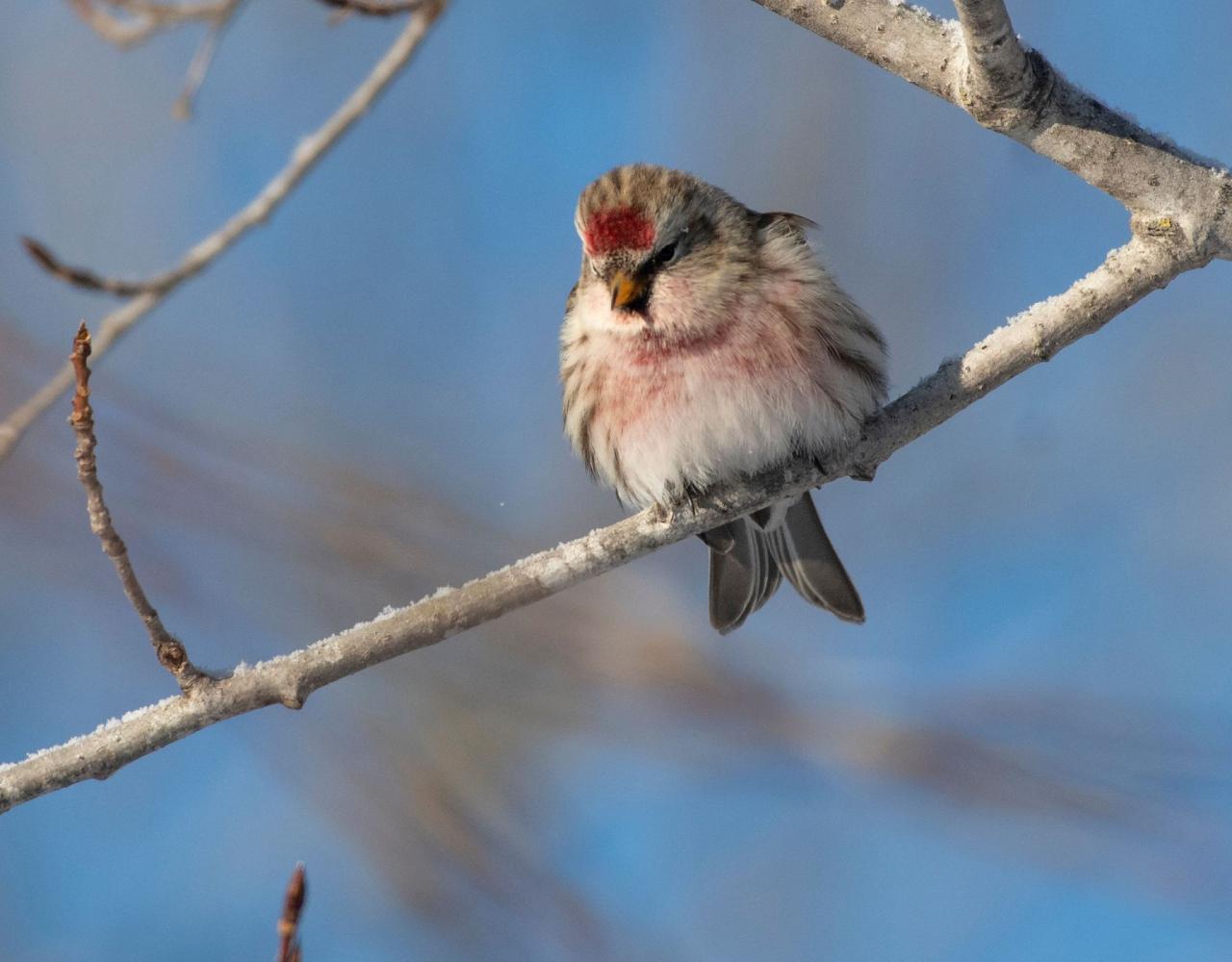 Birding Minnesota, Bird watching Minnesota, The Great Lakes, Naturalist Journeys, Wildlife Tour, Wildlife Photography, Ecotourism, Specialty Birds, Birding Hotspot, Owls